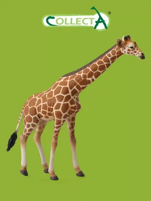 Жираф: описание животного, среда обитания, чем питается