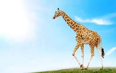 Что за животное жираф? | SKYLINE | Дзен