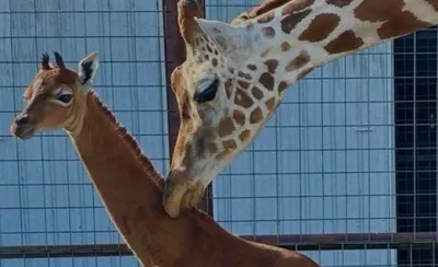 Фото жираф животное