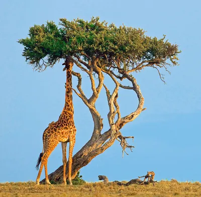 Мастер-класс по рисованию гуашью «Самое высокое животное — жираф» (10  фото). Воспитателям детских садов, школьным учителям и педагогам - Маам.ру