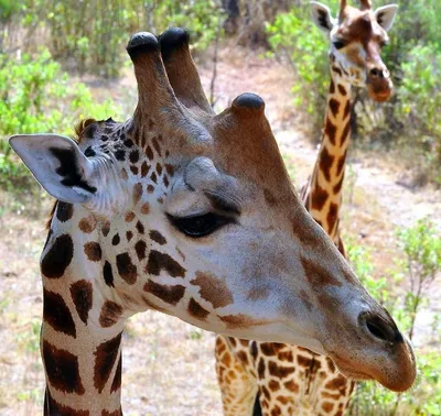 Фигурка животного Collecta Сетчатый жираф купить по цене 788 ₽ в  интернет-магазине Детский мир