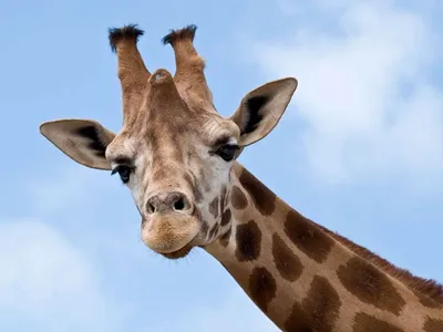 жирафы среда обитания, ареал, питание, поведение | мир животных | Дзен