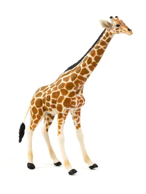 картинки : жирафа, Жирафы, Земное животное, Млекопитающее, Позвоночный,  Дикая природа, Морда, приспособление, зоопарк, организм, Шея, Палевый  5084x3947 - Ingky25 - 1605397 - красивые картинки - PxHere