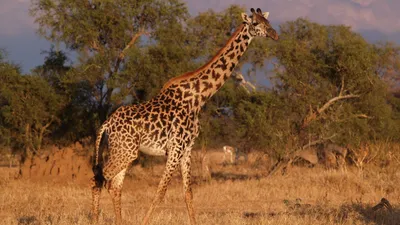 Жирафов на самом деле четыре вида, а не один