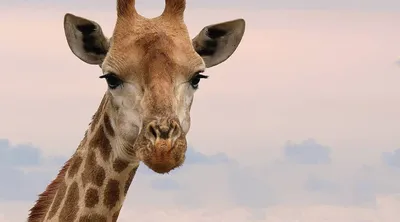 Фотография Жираф (Giraffa camelopardalis) Животные Африки, Кения, Африка |  Фотобанк ГеоФото/GeoPhoto | GetImages Group