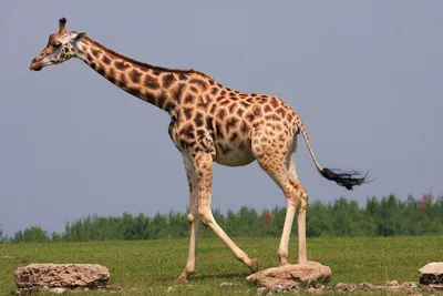 Бесплатное изображение: Жираф, сафари, природы, животных, диких, дикой  природы, головы