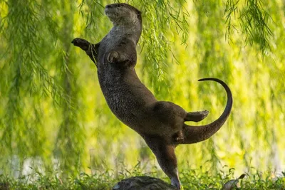 10 фото диких животных, которые показывают красоту и хрупкость природы |  Вокруг света | Дзен