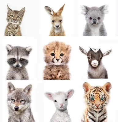 Картинки животных фотографии
