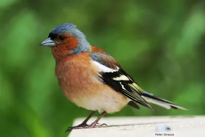 Птица зяблик (Обыкновенный зяблик): фото, описание, самец и самка