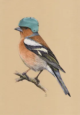 Зяблик: фото и описание птицы. Обитание, питание, размножение