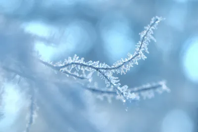 Ветви дерева, плотно покрытые белым снегом. Абстракция зимы минимализма.  Стоковое Фото - изображение насчитывающей минимализм, ново: 173029738