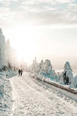 Фото Двое зимние гуляет Природа Снег Дороги дерева 2560x3840