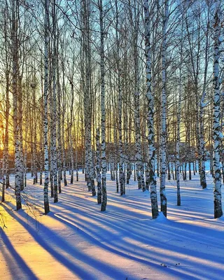 Февраль всей зимы государь. Photographer Mihail Ageev