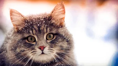 Чем котики питаются зимой?