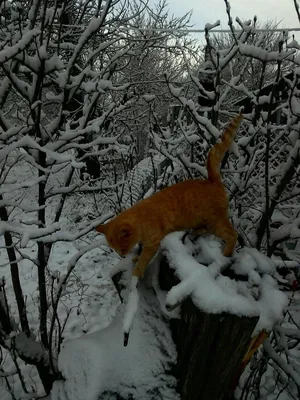 Пин от пользователя Галя Кущнецова на доске зима и осень | Кошки и котята,  Милые котики, Доброе утро