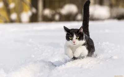 Котики зимой | Эстетика | Красивое амино Amino