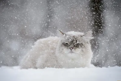 Зима, холода, одинокие коты…» Истории кошек, спасенных с дач - Питомцы  Mail.ru