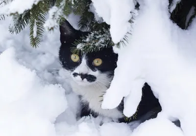 зима парка кота любознательная пушистая Стоковое Изображение - изображение  насчитывающей кошачий, зима: 12836789