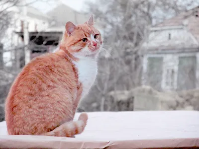 Котик зимой | Зимние картинки, Картинки