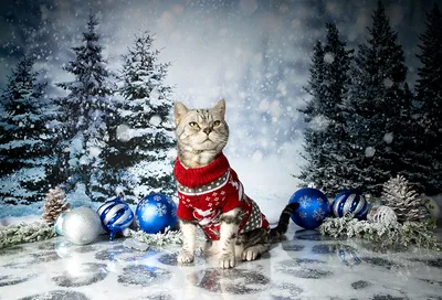 Шаги по снегу: зимние котики: Персональные записи в журнале Ярмарки Мастеров
