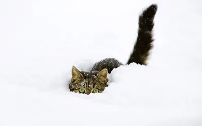 Картинки кот, зима, шарф, снег, британец, животное - обои 1280x1024,  картинка №271751