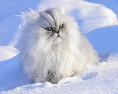 Обои кошка, кот, рыжий, лапы, лежит, снег, зима, природа картинки на  рабочий стол, фото скачать бесплатно