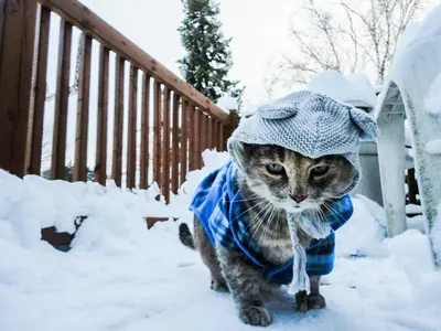 Мороз, уходи: 10 котиков, которые уже устали от этой зимы - Tchk.lv