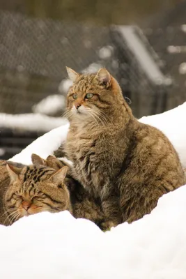 Котик зимой | Милые котики, Кот, Собаки
