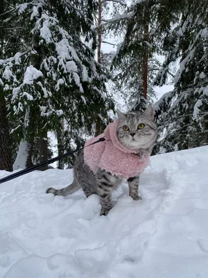 Cats Best - Друзья, зима продолжается... а что котики? ⠀... | Facebook
