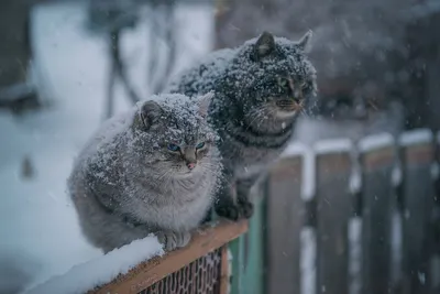 Картинки кошка в снегу (69 фото) » Картинки и статусы про окружающий мир  вокруг