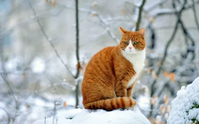 картинки : снег, зима, животное, Дикая природа, мех, Млекопитающее, Фауна,  Коты, Бакенбарды, Позвоночный, рысь, Рысь, Полосатый кот, Дикая кошка, От  маленьких до средних кошек, Кошка как млекопитающее 2901x4351 - - 825439 -  красивые картинки - PxHere