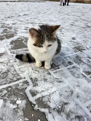 Очередные снежные котики | Пикабу