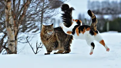Sukiicat (Suki Cat) :: зима :: Природа (красивые фото природы: моря, озера,  леса) :: коты / смешные картинки и другие приколы: комиксы, гиф анимация,  видео, лучший интеллектуальный юмор.