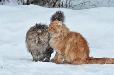 Скачать бесплатно обои «коты, пара, снег, зима, поцелуй» из категории  «Животные» на рабочий стол - FonMy.ru 🔥