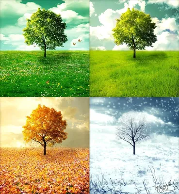 Картинки по запросу картинки зима весна лето осень | Autumn trees, Paper  crafts diy kids, Paper crafts diy