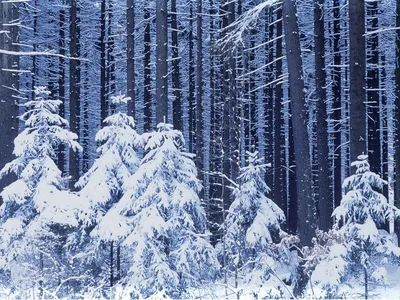 Обои зима, пачка, биг, раздел Природа, размер 1920х1080 full HD - скачать  бесплатно картинку на рабочий стол и телефон