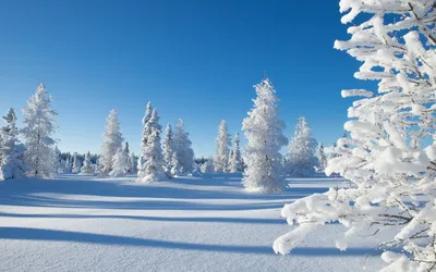 Широкоформатные обои зима 2560x1600, фото, обои зимы скачать высокого  качества