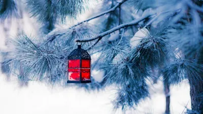 Скачать обои елка, новый год, фонарь, снег, зима, рождество, раздел разное  в разрешении 1366x768 | Красный фонарь, Зима, Фонарь
