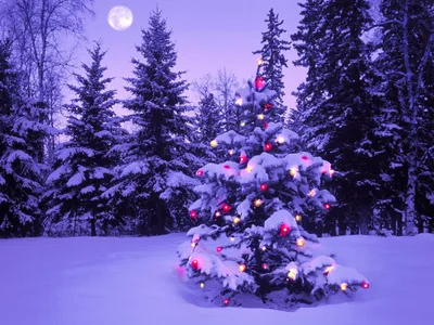 Фотографии Новый год ели Елка зимние Природа снегу Ночные