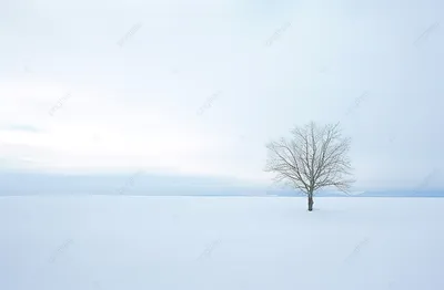 Зима, лес, вечер, холод, одиночество» — создано в Шедевруме