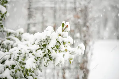 Зимний пейзаж с падающий снег. Снег падает снег леса. Зимние пейзажи  помещения Нового Года великолепный рождества. Холодный T Стоковое Фото -  изображение насчитывающей птиц, конструкция: 208893842