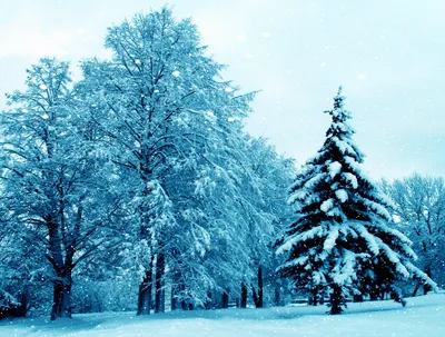 Снег ночи зимы падает в парк Стоковое Изображение - изображение  насчитывающей ландшафт, замерзано: 80492101