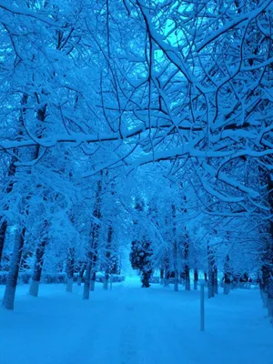 Падает снег на ветвях в снежный день Фон И картинка для бесплатной загрузки  - Pngtree