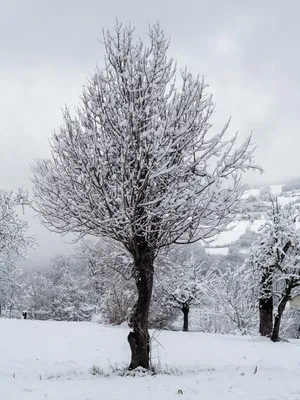 Tombe la neige (Падает снег) | Фотосайт СуперСнимки.Ру