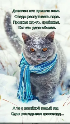 Б-р-рр, это что зима пришла?#котики #природа #приколы #кот #зима - YouTube