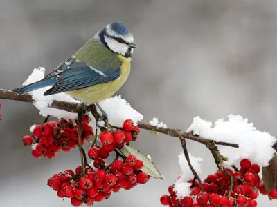 Картинки зима птицы