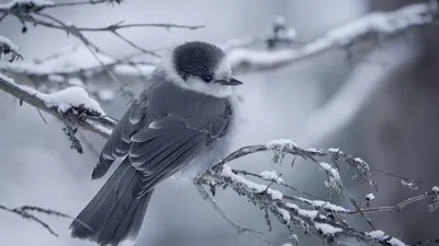 Зимние птицы, март.