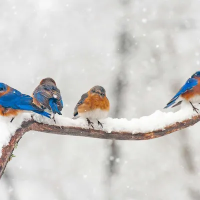 Новогодняя атмосфера , зимние птицы , …» — создано в Шедевруме