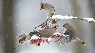 зима, птицы / Автор: Fedor