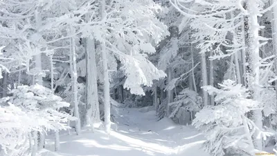 Картинки зима снег на рабочий стол фотографии